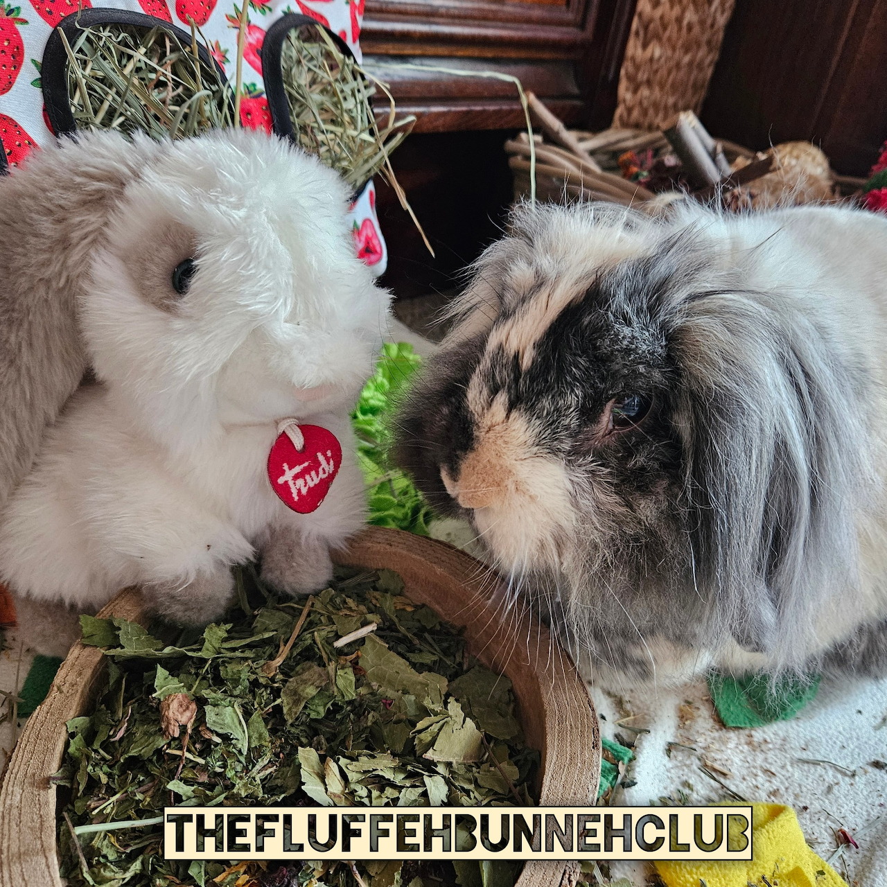 A fluffy rabbit facing a plush bunny toy beside a bowl of hay indoors