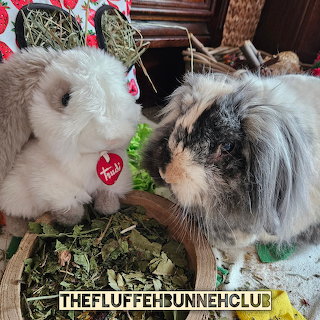 Plush Bunny and Rabbit