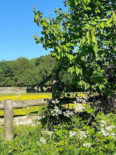 Wooden fence with flowers beside yellow field and leafy tree in sunny countryside
