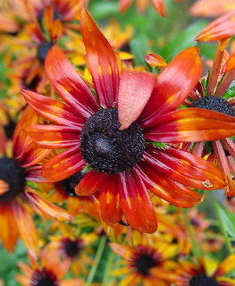 Close-up of orange and red rudbeckia flowers with dark centers in a garden