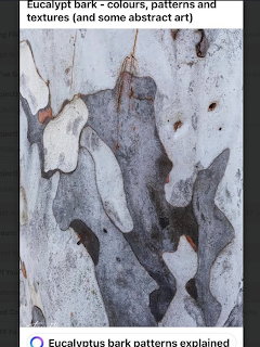 Close-up of eucalyptus tree bark with peling layers creating abstract patterns in grey and white