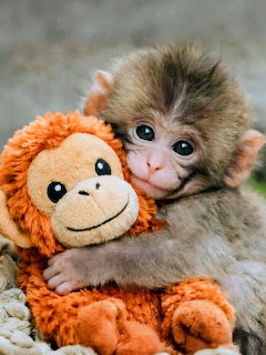 Baby monkey with big eyes holding an orange stuffed monkey toy