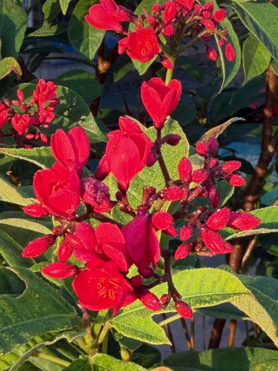 Vibrant red flowers and green leaves on a flowering shrub in sunlight