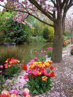 Bright tulips in pink, yellow, and orange colors blooming under a pink-flowering tree beside a garden pond