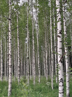 Dense stand of white birch trees with green leaves and undergrowth in a Finnish forest