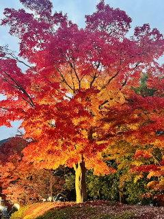 Large maple tree with vivid red, orange, and yellow autumn leaves in a park
