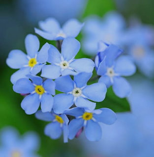 Cluster of small blue forget-me-not flowers with yellow centers in sharp focus against blurred green foliage