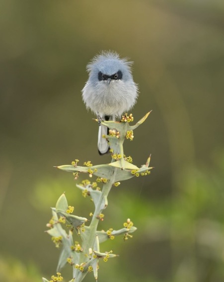 Fluffy gray bird perched on a green flowering stem with a blurred natural background