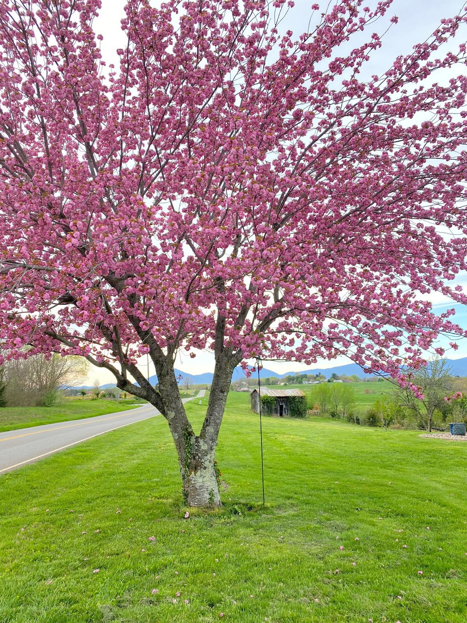 Lone Tree Mountain View
