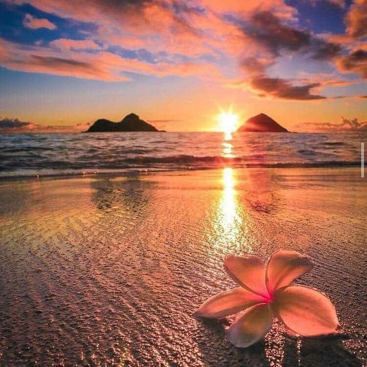 Pink flower on wet beach sand at sunset with ocean waves and small islands