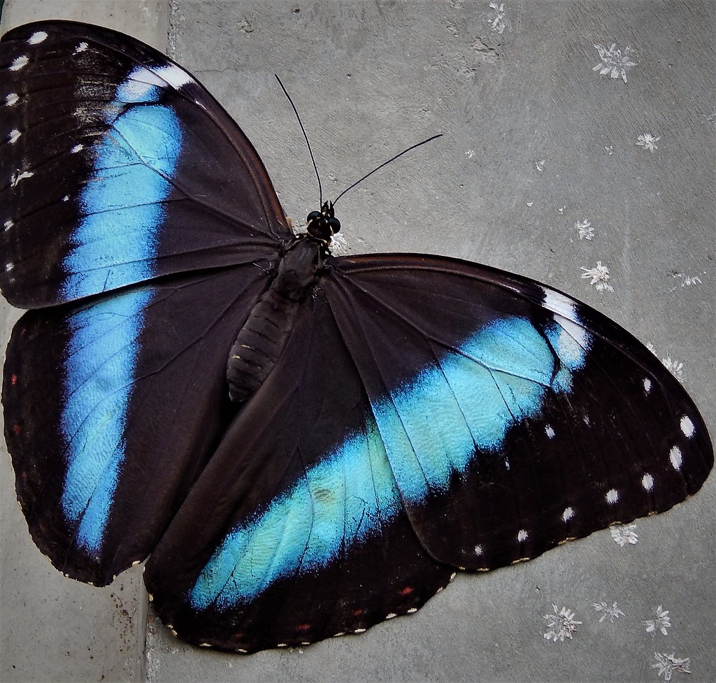 Blue morpho butterfly with bright turquoise wing bands on gray surface