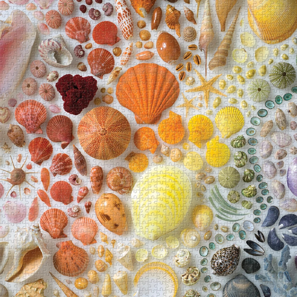 Colorful array of seashells and starfish arranged in gradient from orange through yellow to blue on white surface