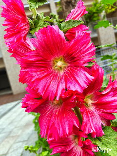 Close-up of bright pink hollyhock flowers with yellow centers and green leaves