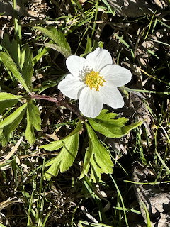 White anemone flower with yellow center surrounded by green leaves on forest floor