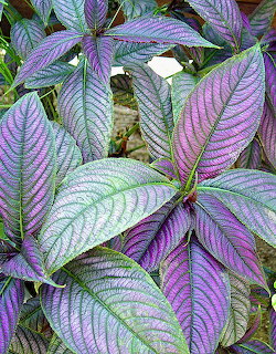 Dense cluster of purple and green striped leaves with prominent parallel veins