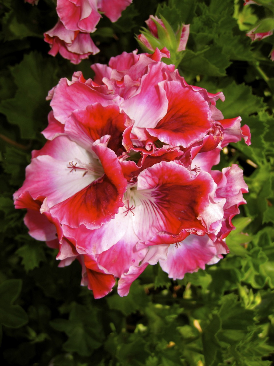 Ruffled pink, red, and white geranium bloom surrounded by green leaves.