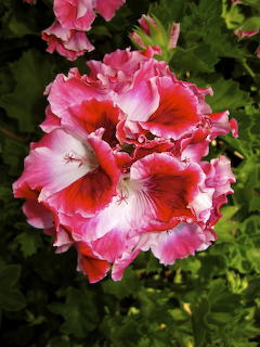 Pink Geranium Bloom