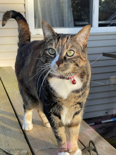 Brown tabby cat with white markings standing on wooden deck, looking at camera with bright green eyes