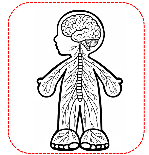 Human Nervous System