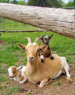 Goats on the Farm