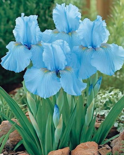 Blue Iris Flowers