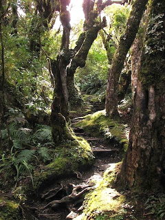 Enchanted Forest Path
