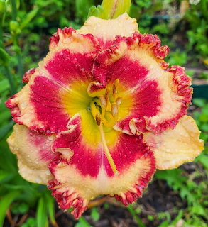 Close-up of a ruffled daylily flower with magenta, cream, and yellow petals against green leaves