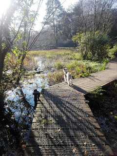 Dog on Wetland Boardwalk
