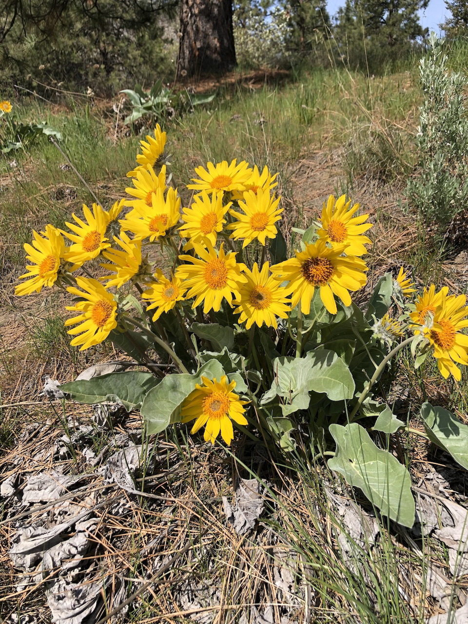 Bright yellow balsam root wildflowers with broad green leaves growing on a rocky hillside with dried grass and trees