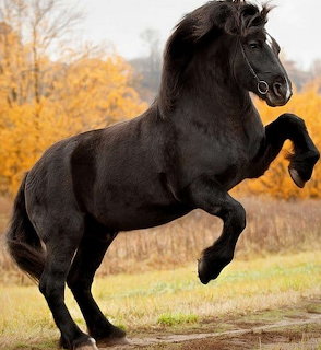 Rearing Black Horse