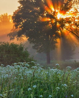 Sun rays streaming through a tree over a misty meadow with white wildflowers