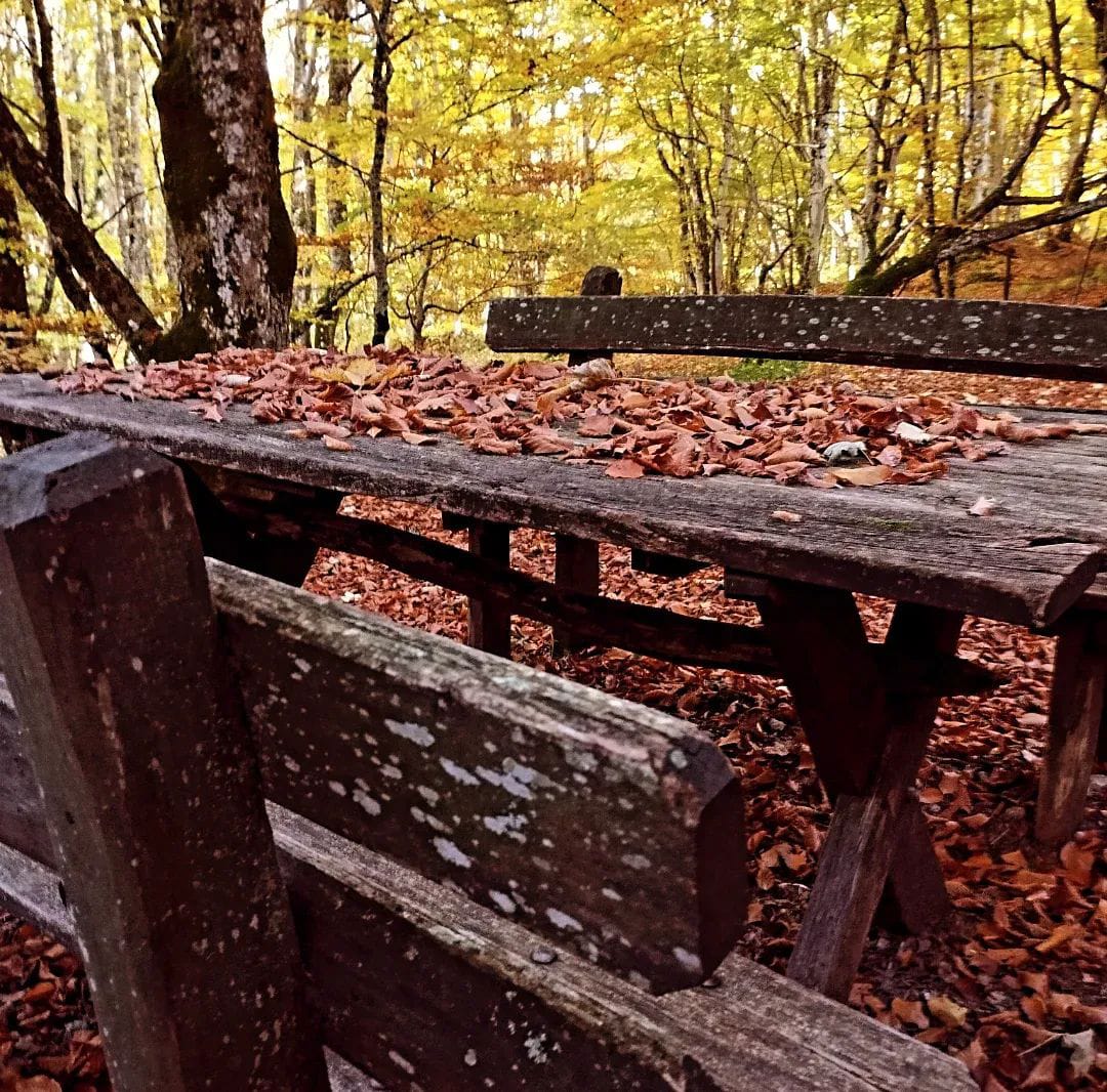 Old wooden park bench covered in red and brown autumn leaves in a sunlit forest
