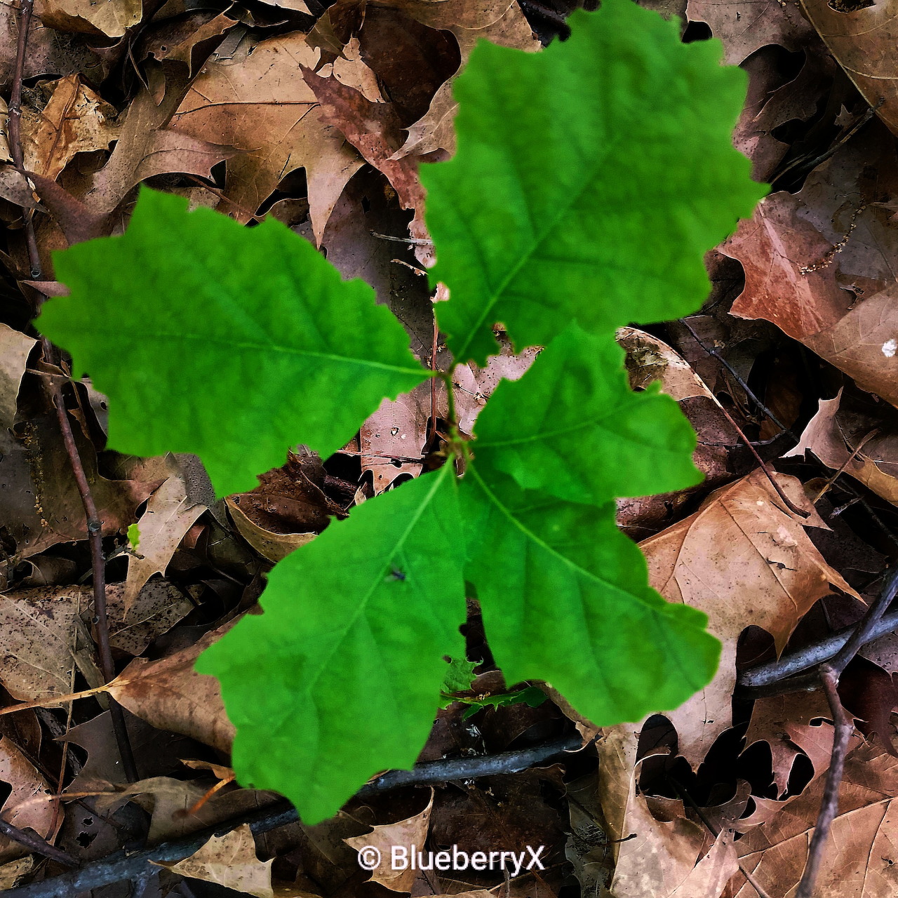 Small green sapling with bright leaves growing among dry brown fallen leaves
