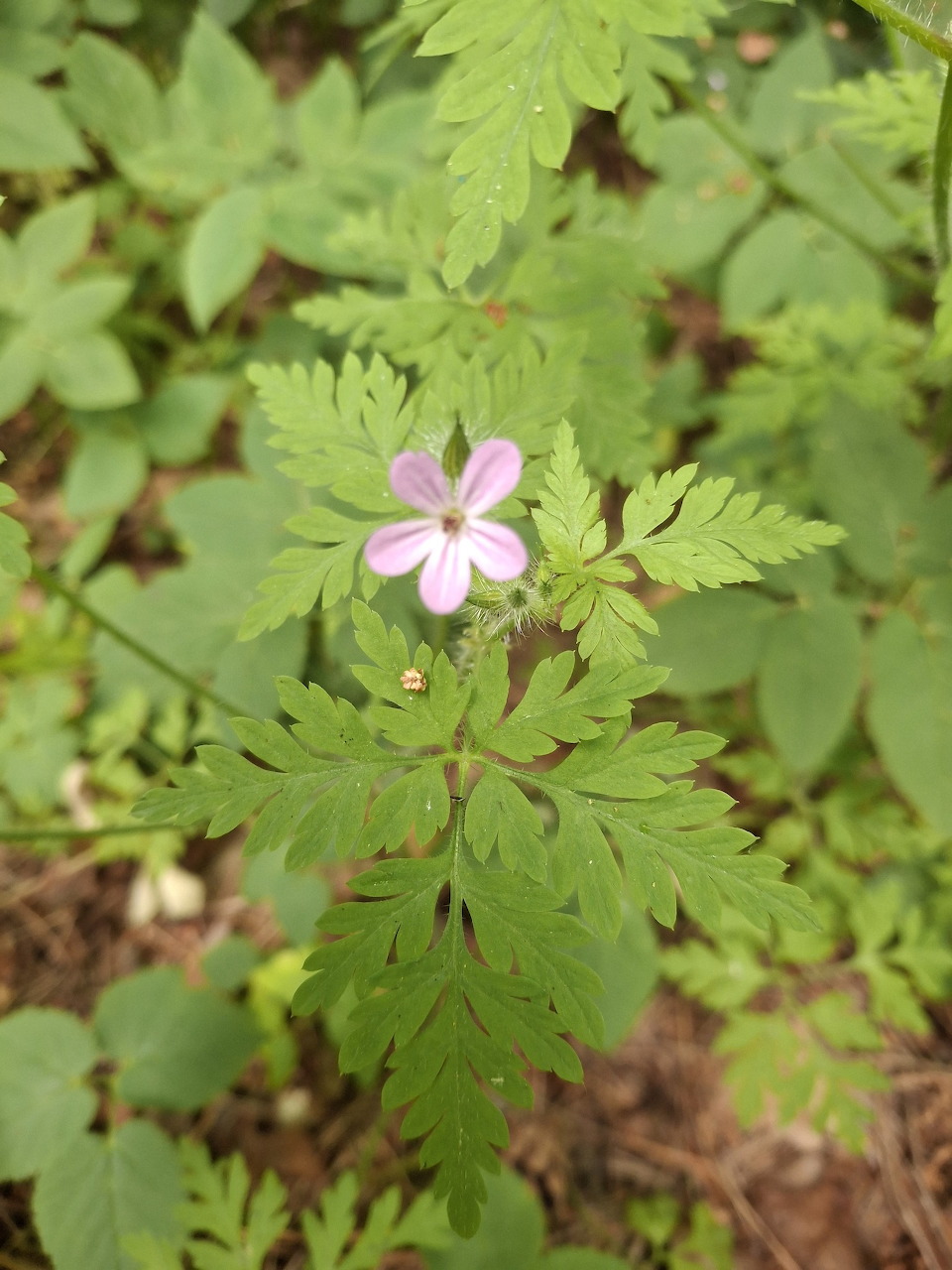 Small pink Herb-Robert flower among green fernlike leaves