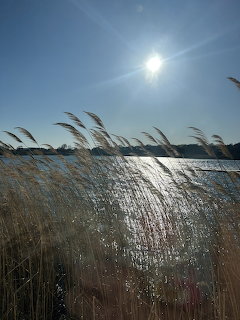 Tall reeds by sparkling water beneath a bright sun and blue sky