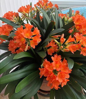 Orange Clivia Flowers in Pot