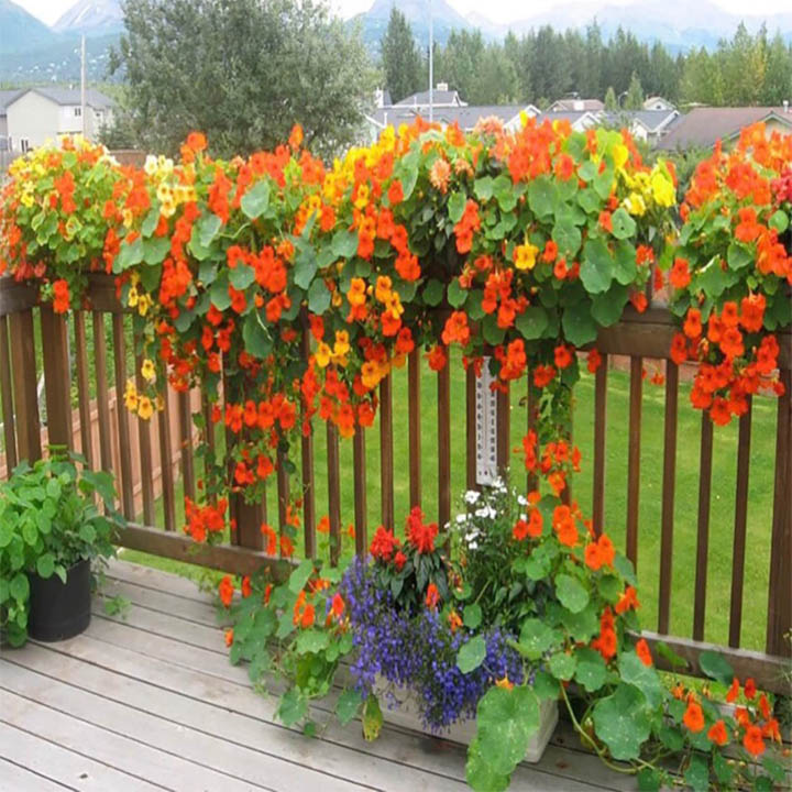 Nasturtium Flowers on Fence