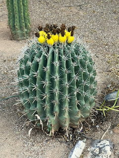 Barrel Cactus Yellow Flowers