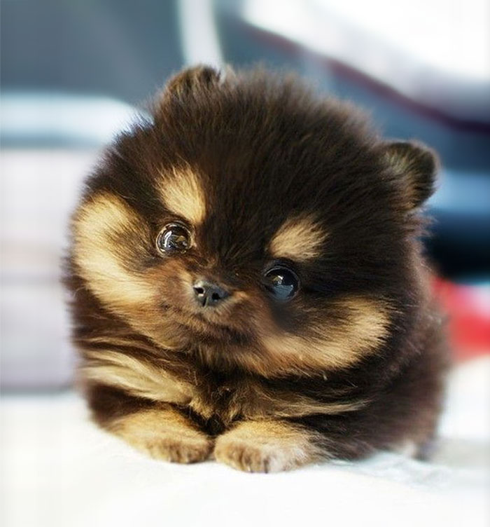 Small fluffy Pomeranian puppy with brown and tan fur lying down, looking at camera