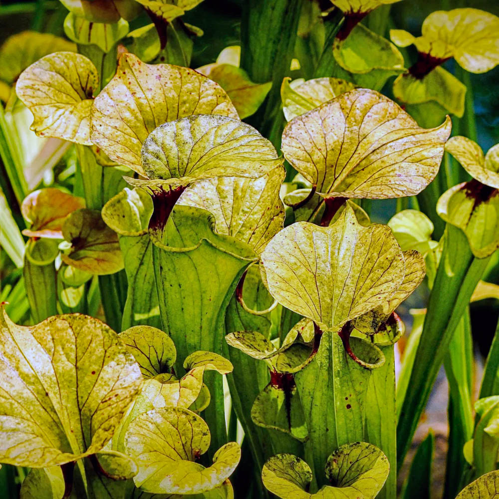 Close-up of pale green pitcher plants with veined hooded tops among dense foliage