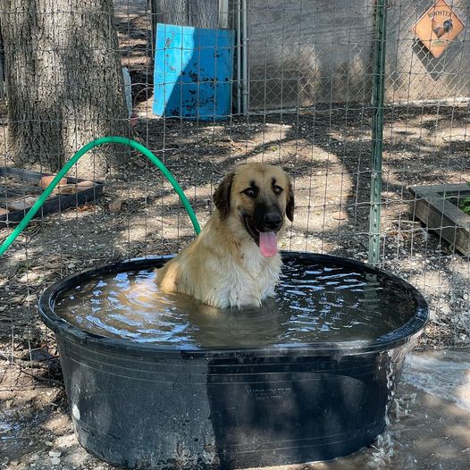 Fluffy dog sitting in black water tub in fenced outdoor area
