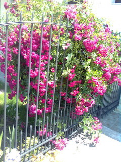 Bright pink bougainvillea flowers cascading through a metal fence in a sunlit garden