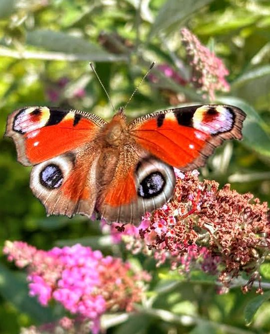 Peacock Butterfly Garden