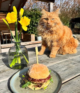 Orange fluffy cat at table with burger and yellow tulips