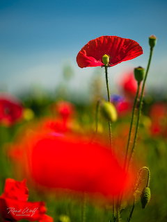 Red Poppy Flower