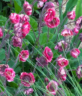 Pink and red water avens flowers with noding blooms on thin stems among green leaves in a garden