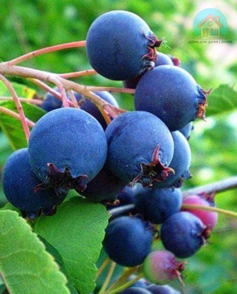 Cluster of ripe blueberries on branch with green leaves