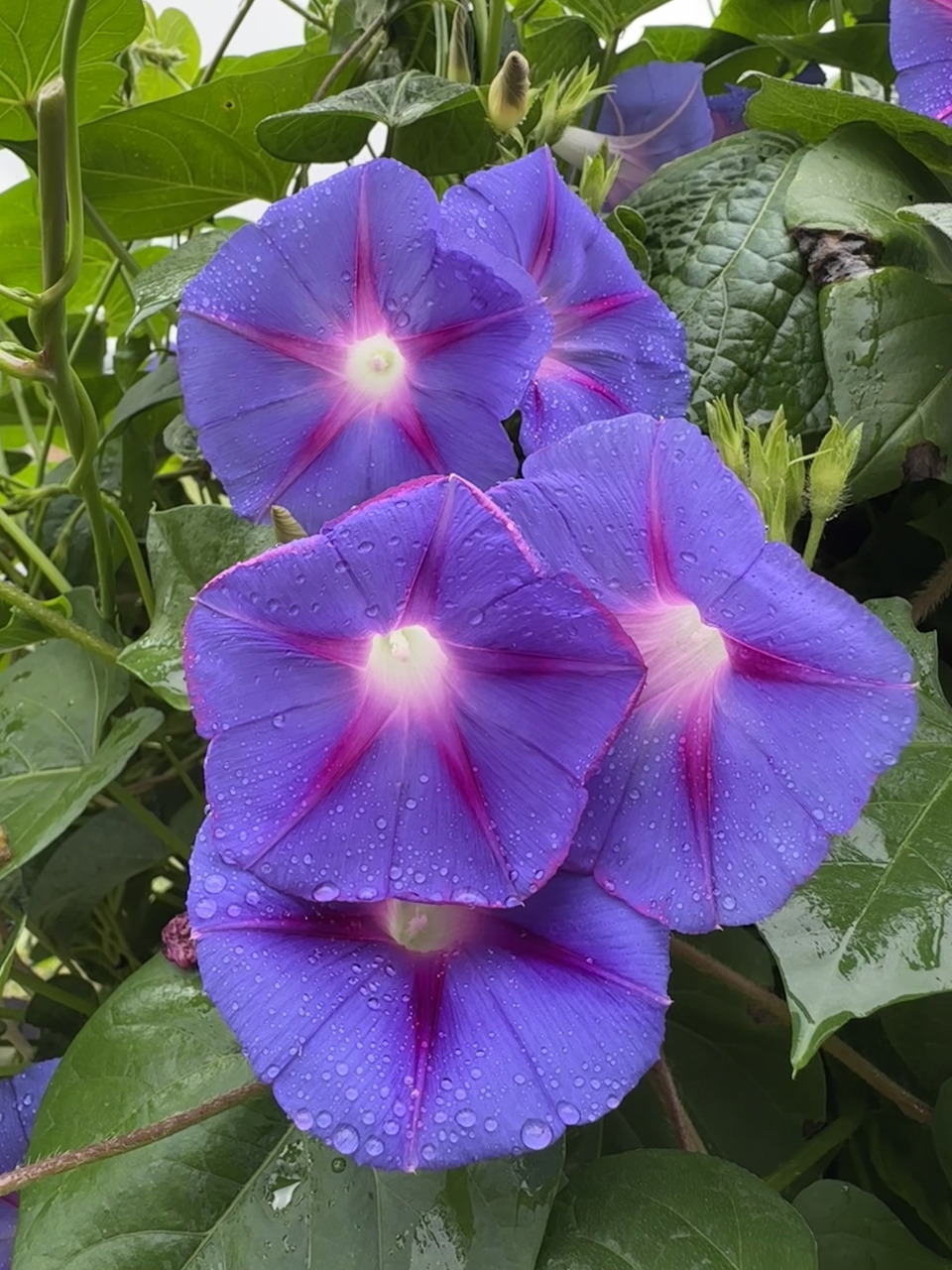 Morning Glory Flowers