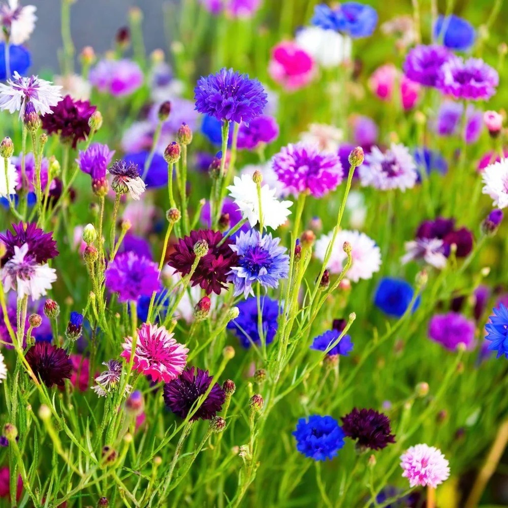 Colorful cornflowers blooming in blue, purple, pink and white in a garden