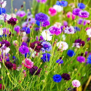 Colorful Cornflowers Garden